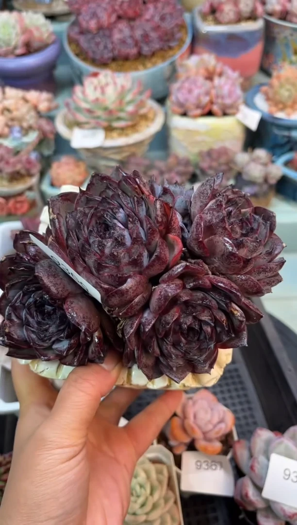 我***i9369群生黑色个体多肉