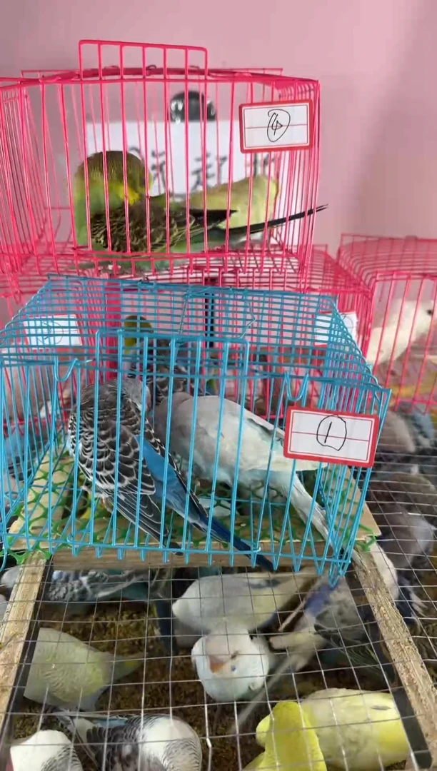 虎皮鹦鹉虎皮鹦鹉