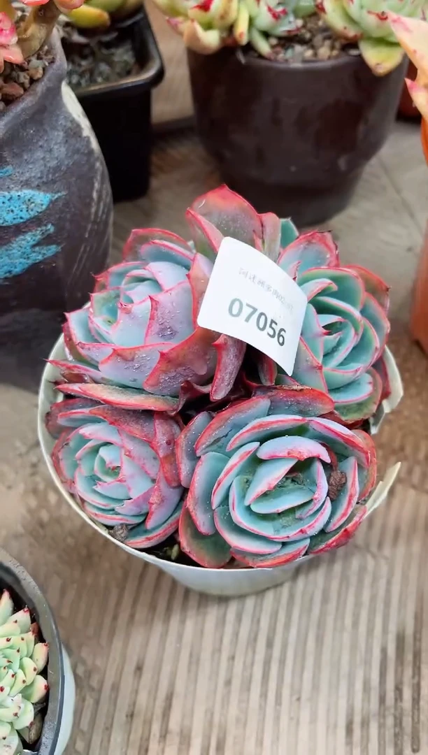 【闪购商品】07056