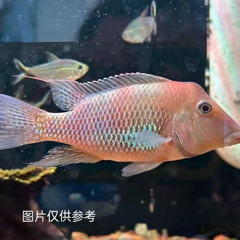 【老吴精选好物】火焰牛头关刀 南美精品观赏鱼（三单发货）