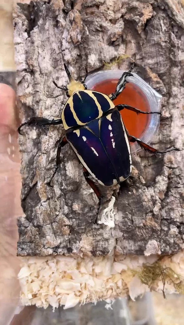 瑶*妮顺丰保温乌干达花金龟成虫一只+1号亚克力套餐