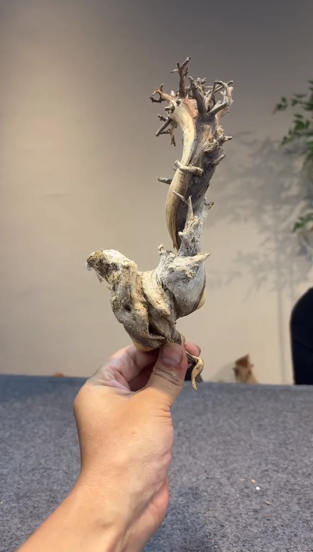 柏木（崖柏）?***?崖柏崖柏