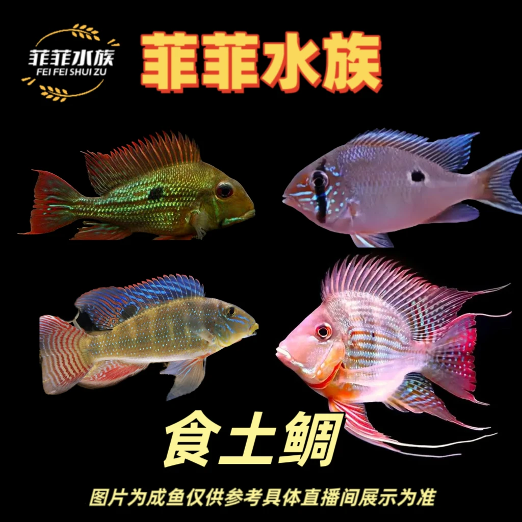 活体发货黄金牛头亚奎元宝瓦瑞尼关刀鱼