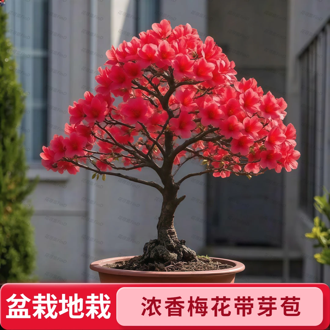 【带芽苞】腊梅梅花盆栽地栽老桩浓香型耐寒植物冬天开花庭院花卉