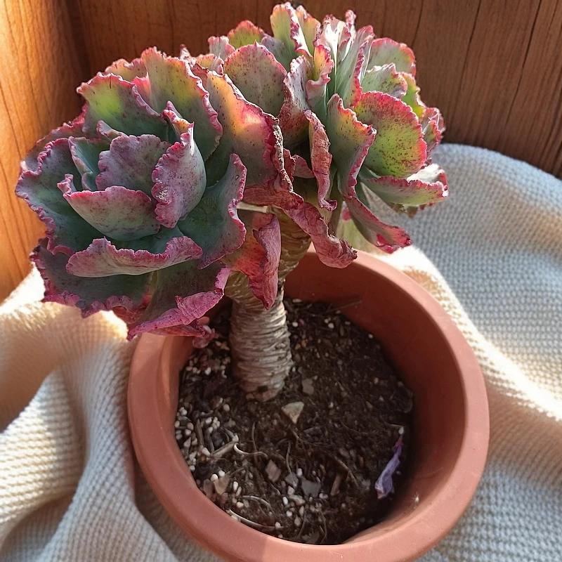 老桩舞会红裙 多肉植物