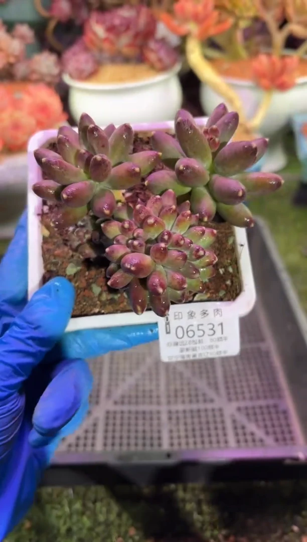 【闪购商品】06531