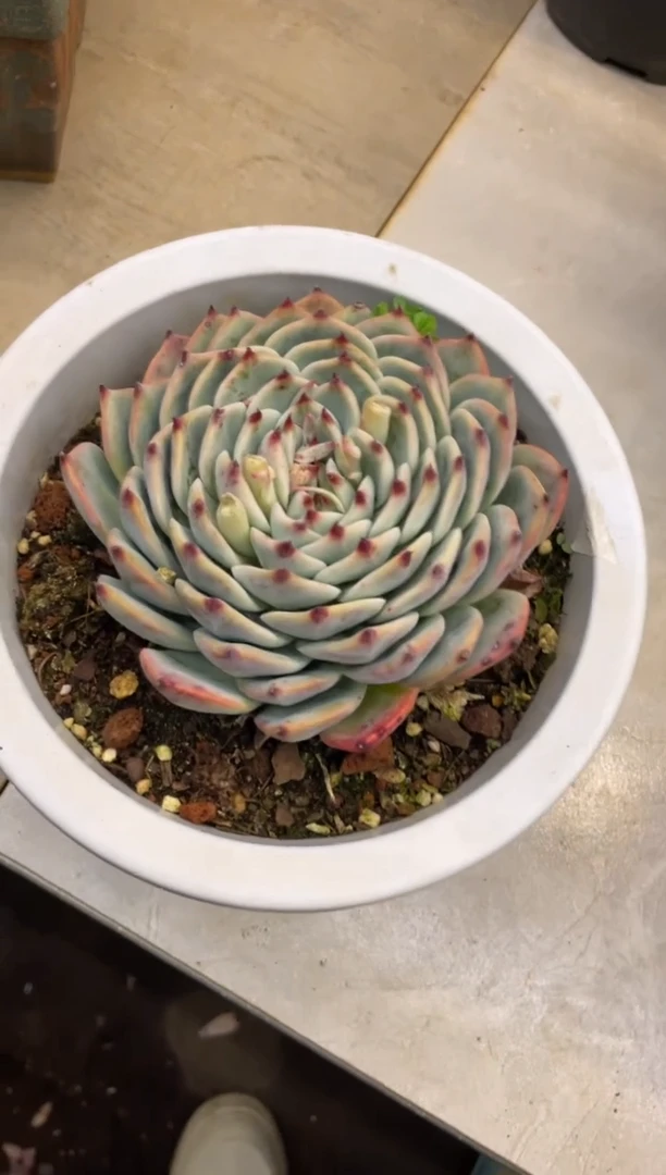 【闪购商品】315吉娃娃