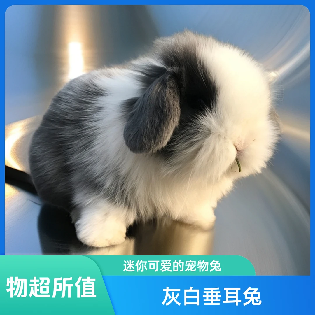 超萌好物纯种小兔子活物进口血统小体宠物兔侏儒兔垂耳兔包邮