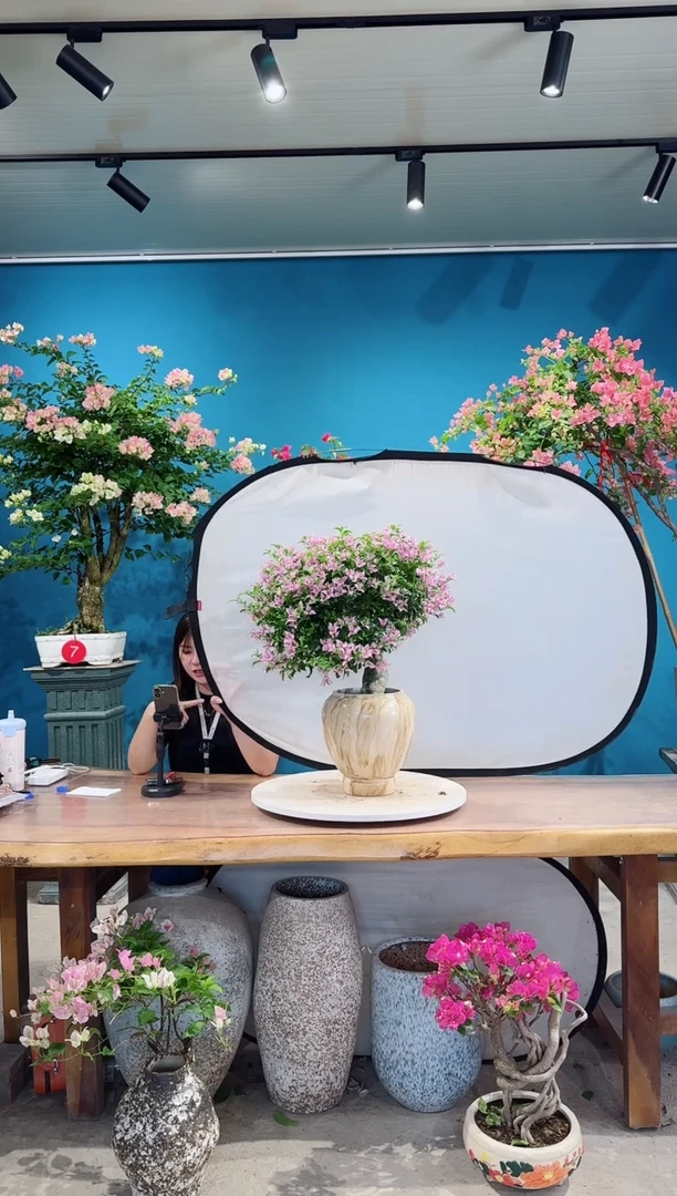 全部花朵粉星星三角梅
