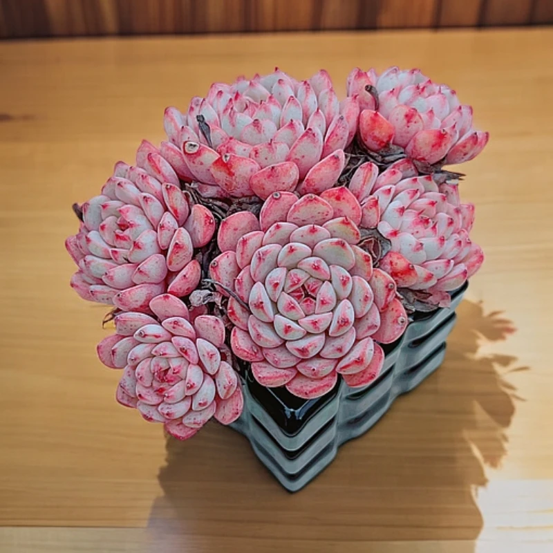【新手多肉植物】无土粉姬莲5头起精品多肉室内阳台党好养