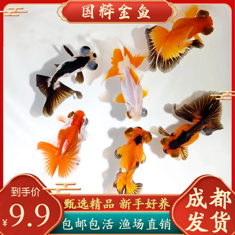 小金鱼活鱼鱼苗兰寿锦鲤淡水耐活好养小型淡水冷水观赏鱼新手推荐