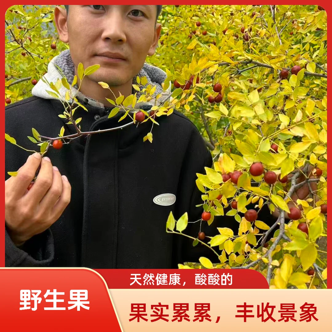 辽宁朝阳大酸枣软糯酸口新鲜采摘孕妇水果包邮