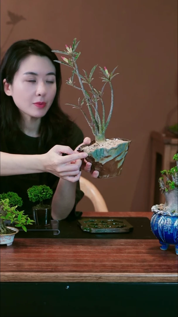 无花朵开*沙漠玫瑰盆景盆景盆景