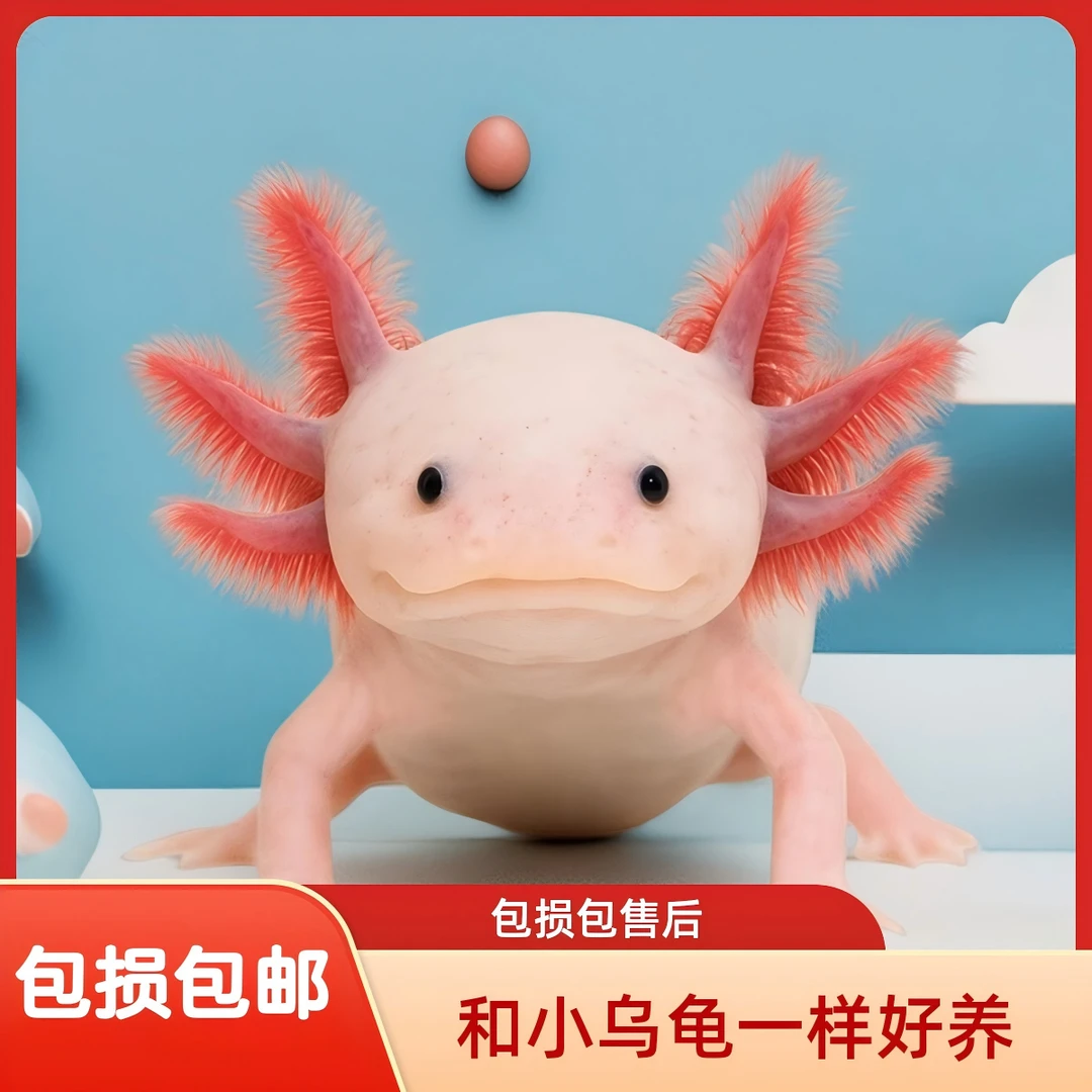 【包损包邮】恐龙鱼水族活体冷水淡水好养易活观赏鱼