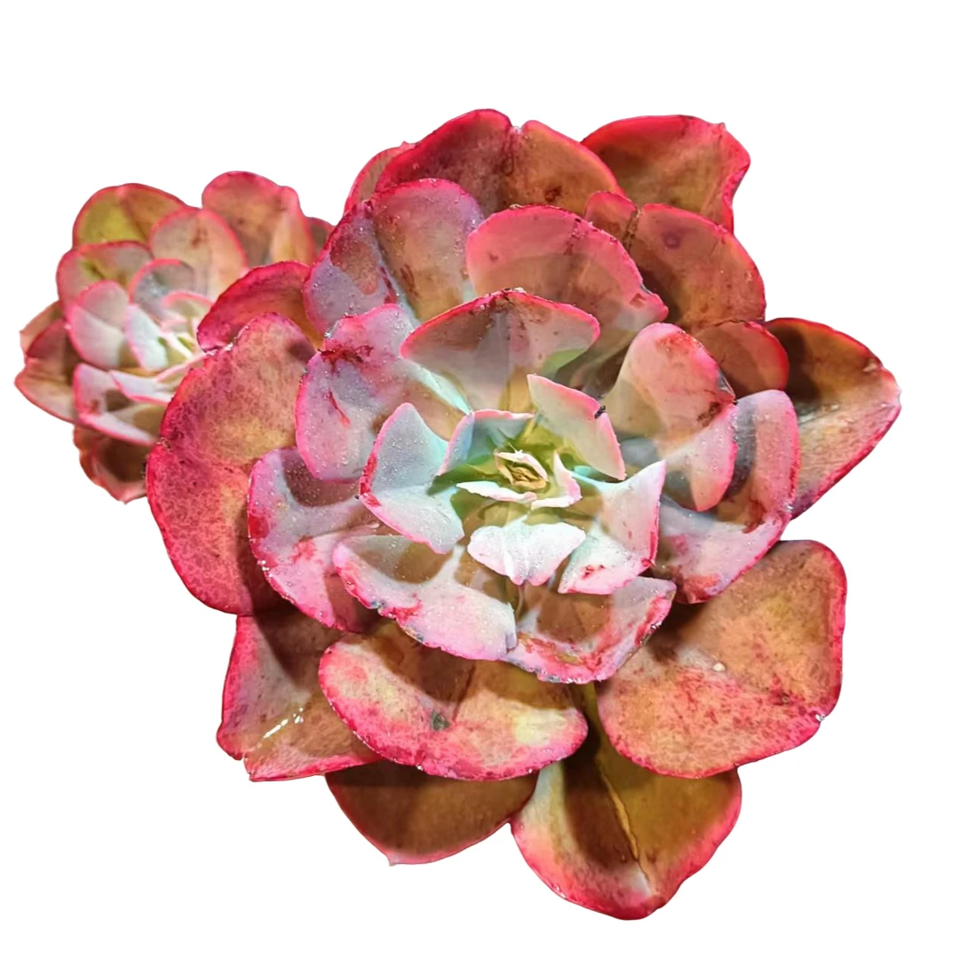 高颜值多肉植物  【天使之翼锦】精品多肉新人福利。