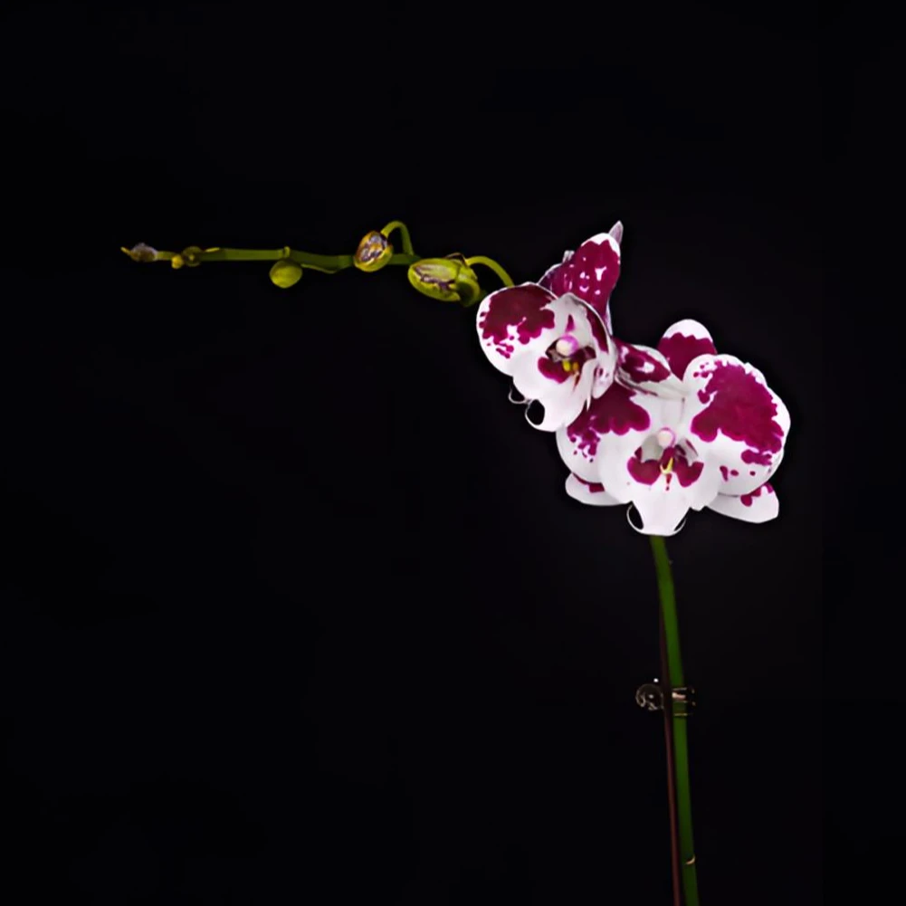 蝴蝶兰2.8寸【一千零一夜】带花带花苞开花株发货