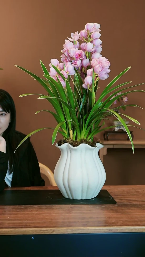 【闪购商品】盆景金边粉珞 白