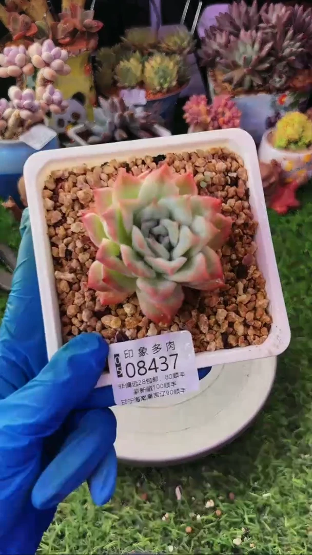 昆明印象多肉08437