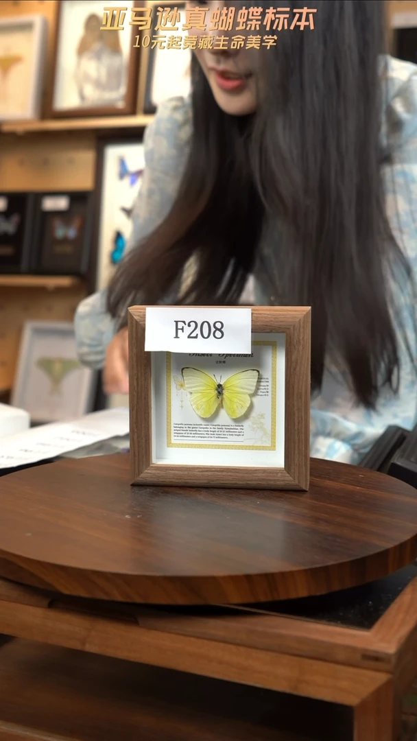 蝴蝶标本摆件一口价f208