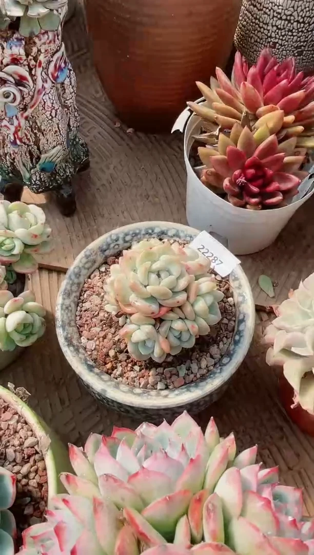 【闪购商品】22287