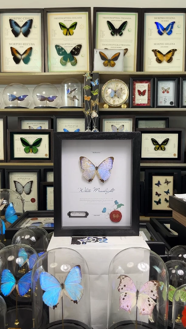 夜明珠闪蝶蝴蝶标本装饰画