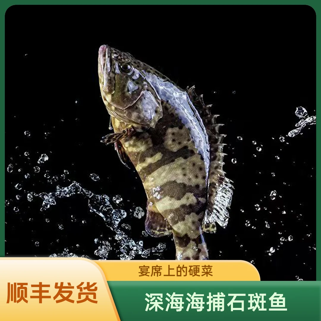 4条老虎斑龙胆石斑鱼高端海鱼活鱼速冻锁鲜鱼肉鲜嫩海鲜硬菜
