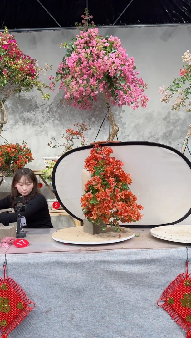 【闪购商品】盆景佩德罗