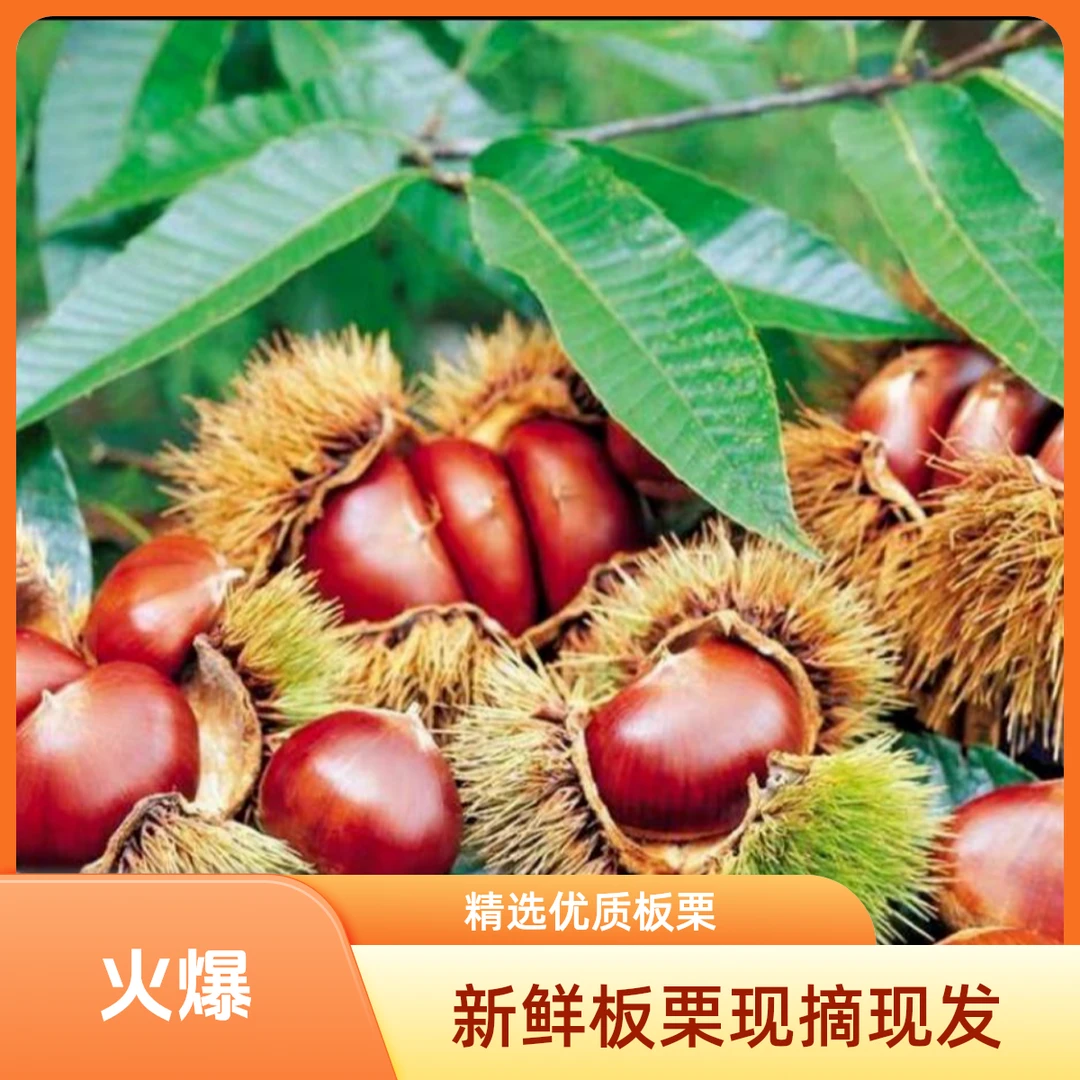 新鲜高山板栗现采现发软糯香甜皮薄栗香