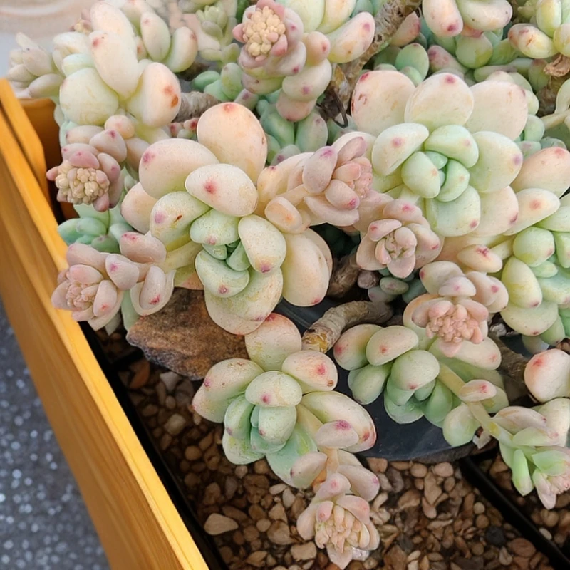 劳尔 新手必拍 新手好看好养 昆明发货精品多肉植物