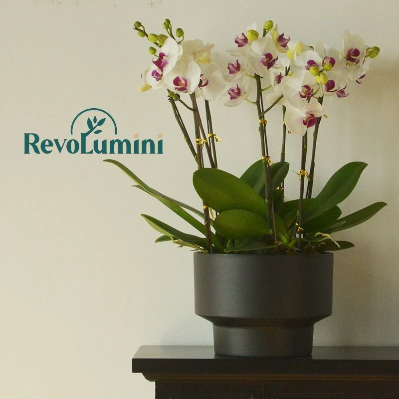 节蝴蝶兰塑料郁金香花盆盆栽兰花花束向日葵专用花器轻奢萝藦