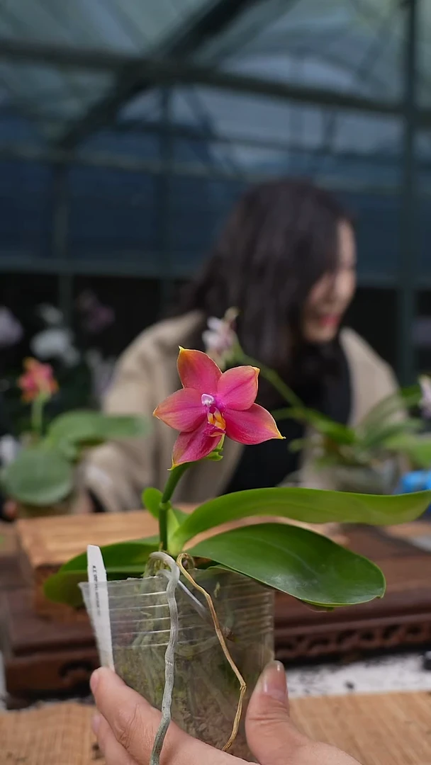 当前无花栽培后可以开花红荧光福利