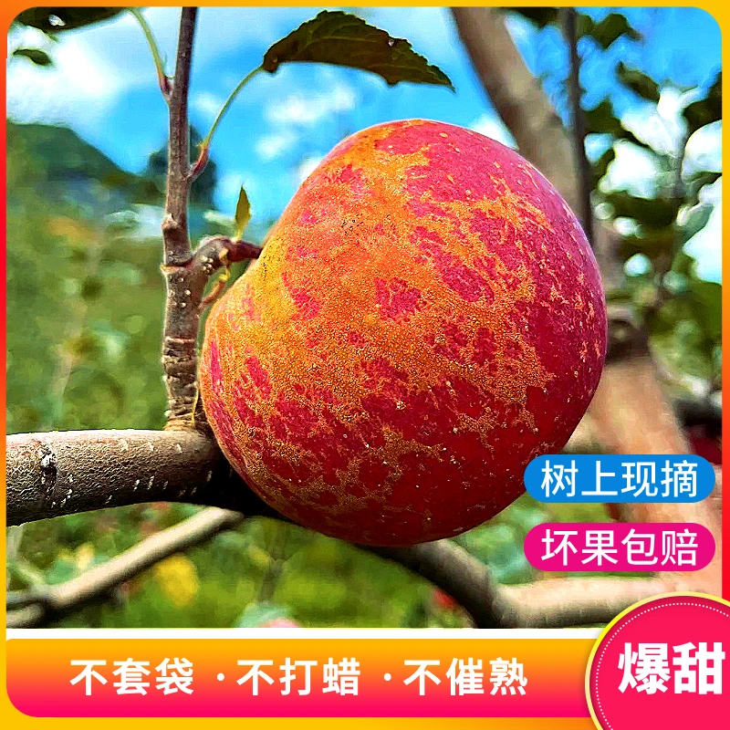 正宗昭通红富士冰糖心丑苹果新鲜大凉山脆甜水果产地直发