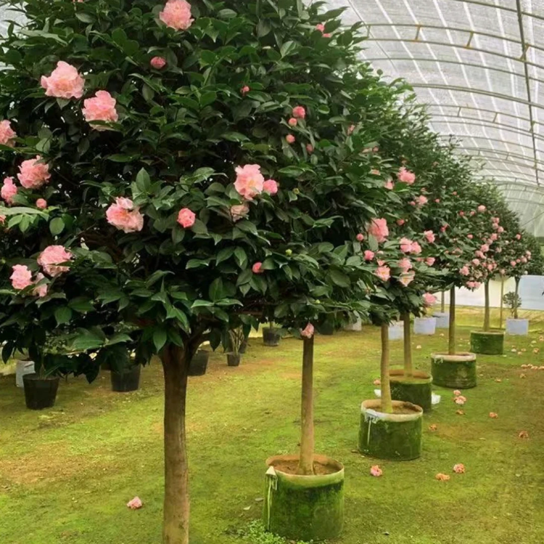 茶花树苗带花苞室内阳台香妃山茶花卉盆栽浓香型耐寒耐热鲜花植物