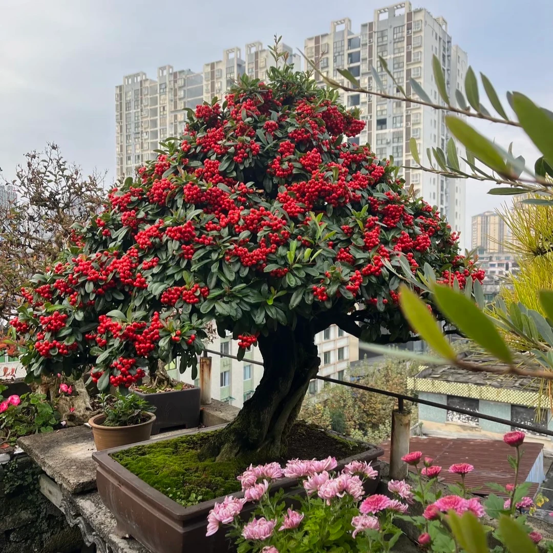 盆景素材火棘羊奶果爱心果刺梨山木香生桩