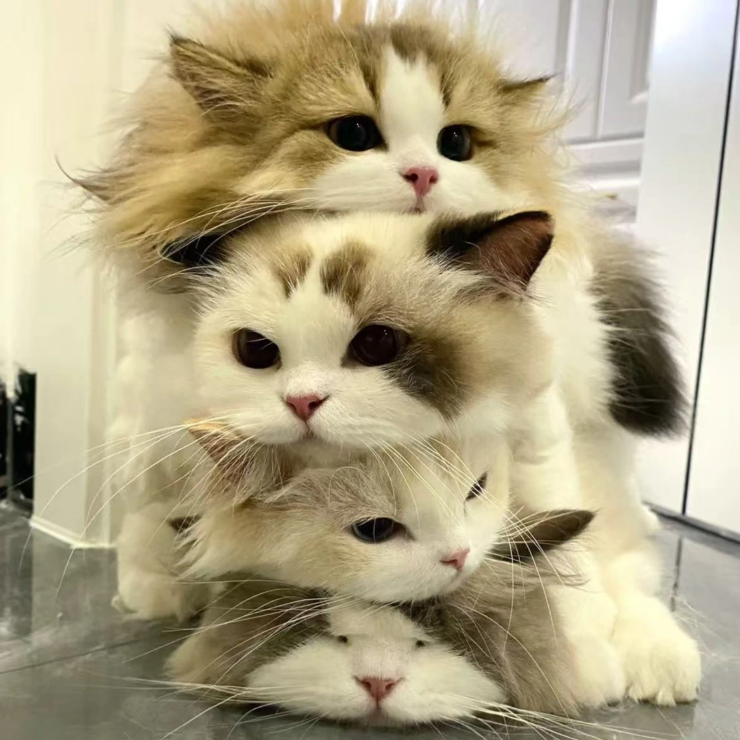 千猫宠业繁育基地直播专属链接