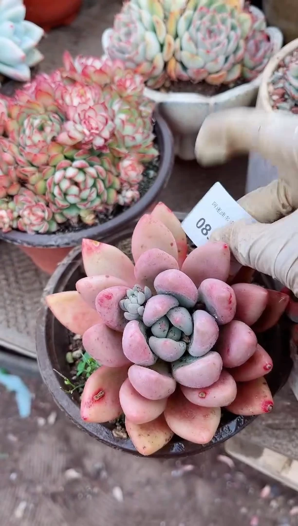 【闪购商品】09315