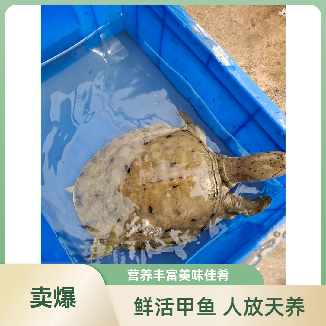 湖南常德外塘甲鱼老鳖中华鳖放养团鱼
