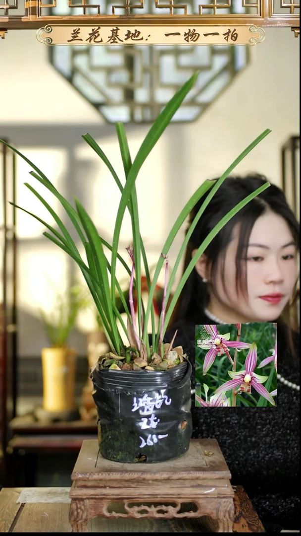 完全开放红香妃2花苞