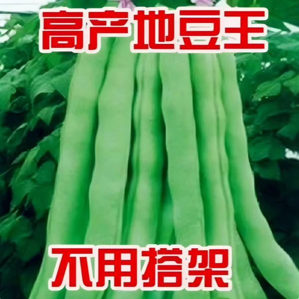 【全店满5包包邮】地豆王种子蔬菜种子播种速生阳台盆栽生长速度快