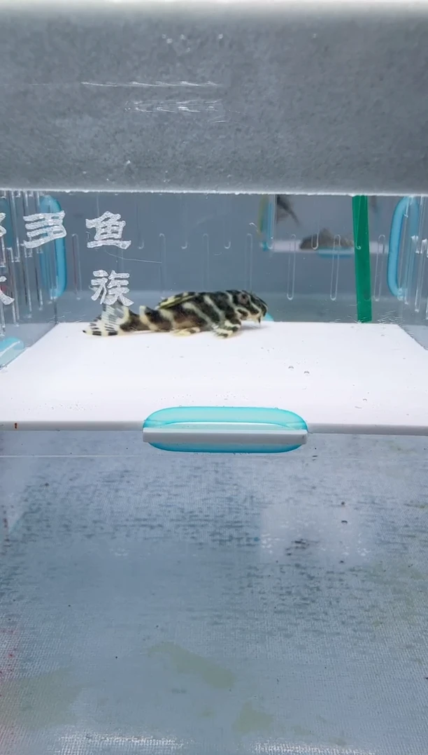 清道夫5+不包入缸损66