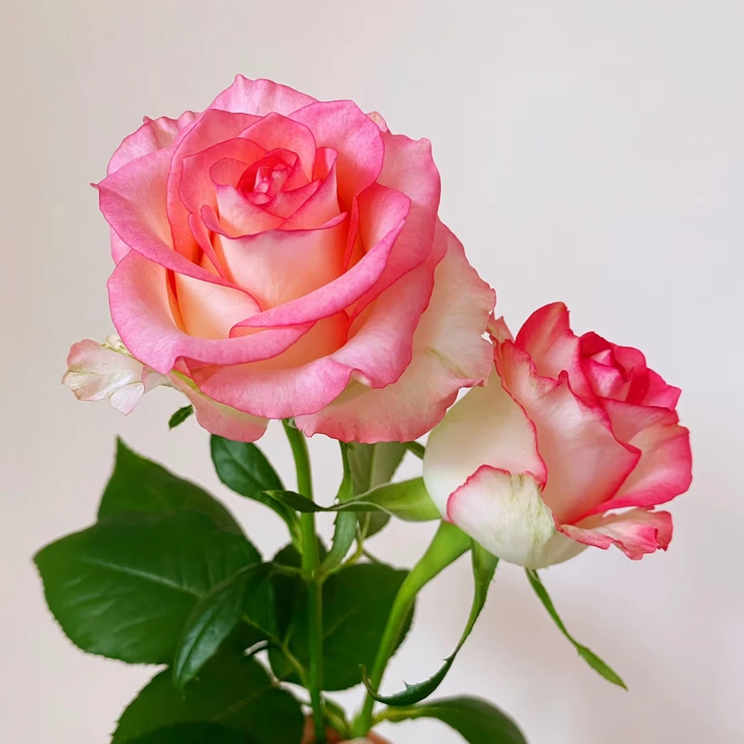 [艾莎]旗舰产品带地理标志，2单顺丰包邮，鲜切玫瑰10支装