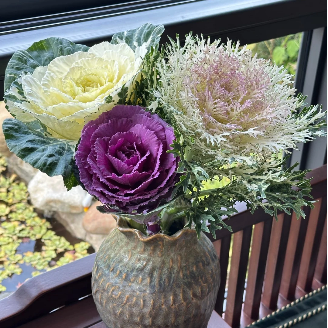 耐寒易养羽衣甘蓝观叶植物绿植盆栽适合阳台玫瑰庭院种植绿植室内