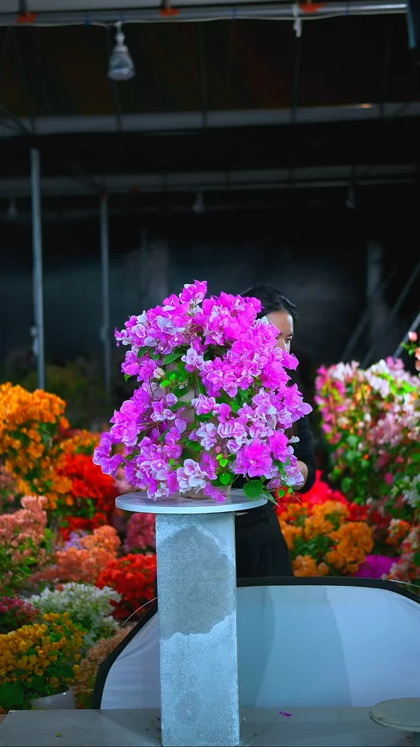 大部分开放少量花苞章红缨