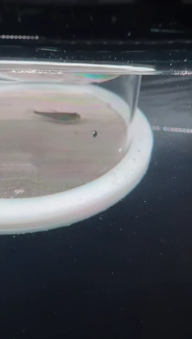 灯科鱼C14-44号魅影幻日3cm左右【2】条