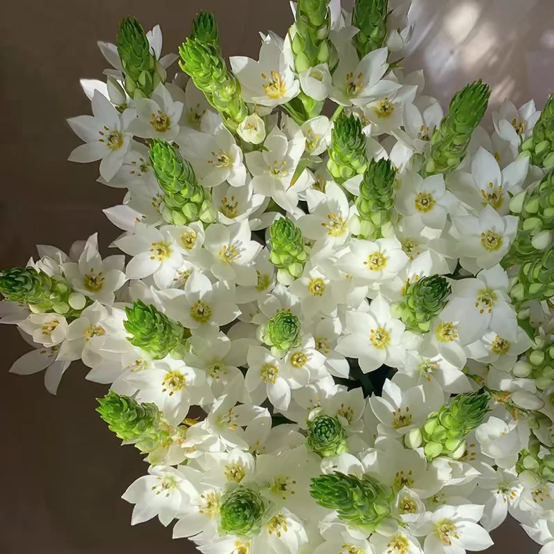【圣心百合】云南鲜花花卉基地直发玫瑰花生活鲜花拍2单发顺丰