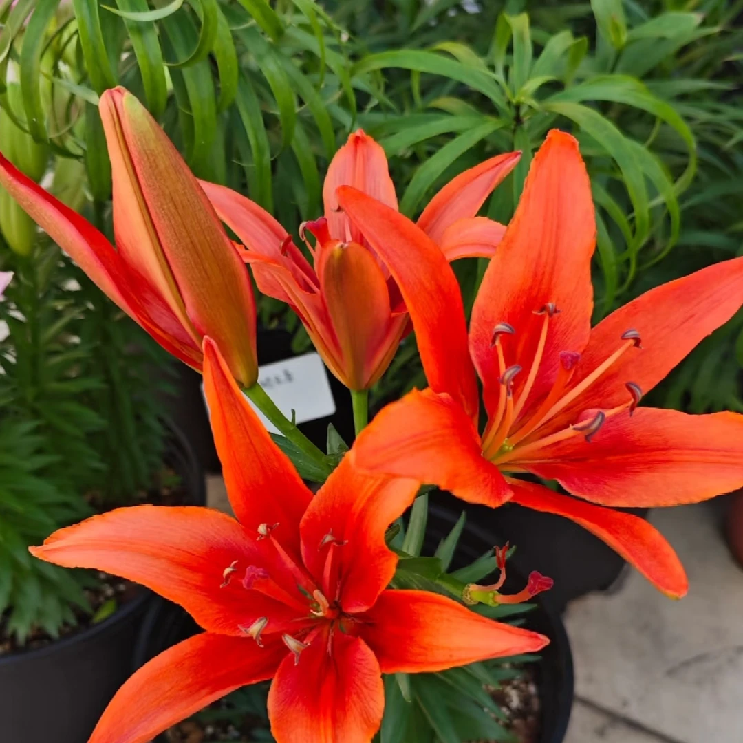 进口百合花种球《烈焰红唇周长16/18cm》1颗单瓣有香味多年生