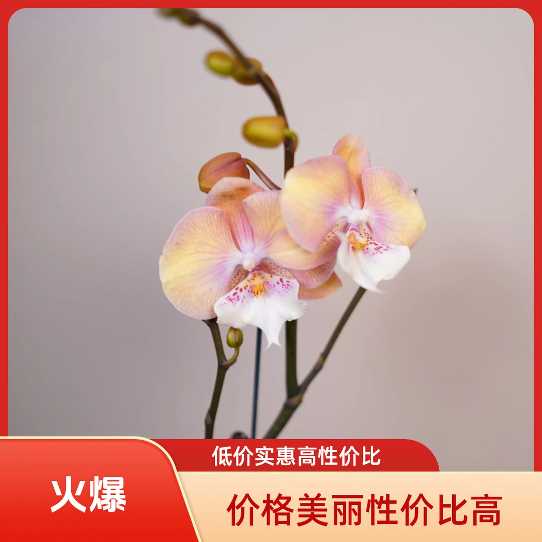 繁星里蝴蝶兰3.0寸超稀有品种【彩虹独角兽】特级蝴蝶兰开花株发货