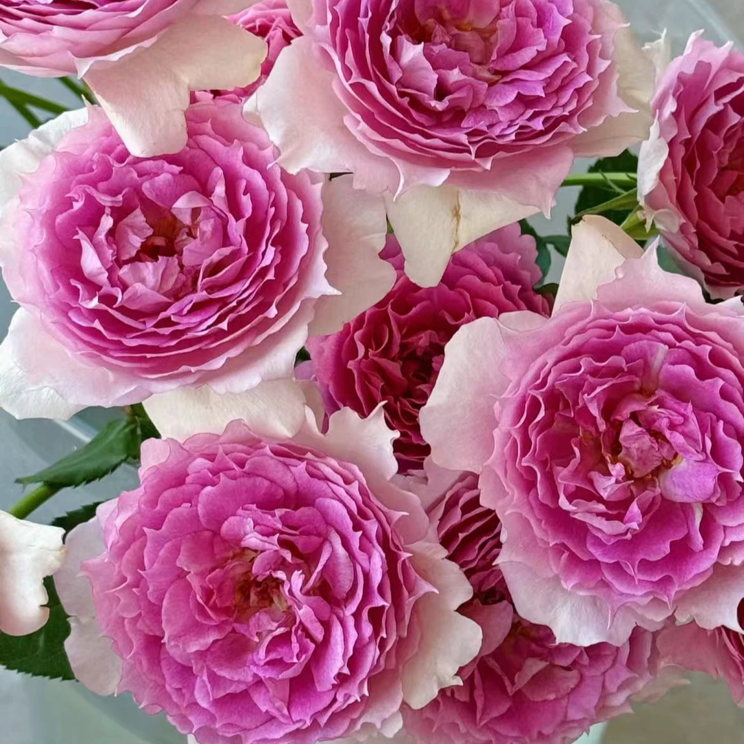 【一品花集】【粉天方】单头玫瑰