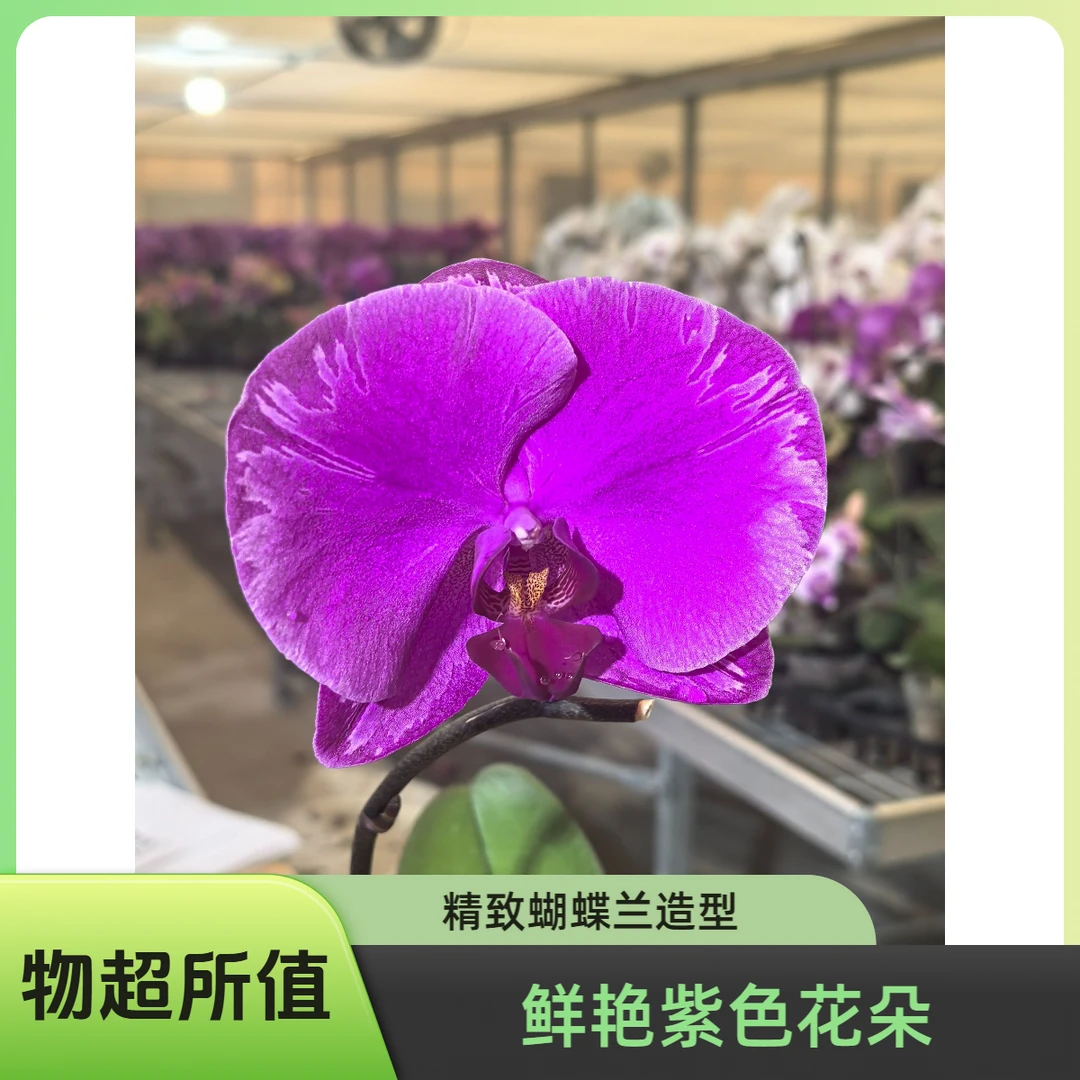 经典大花型蝴蝶兰室内花卉高端礼品（光芒四射）直径超大带苞发货