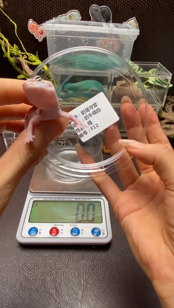 肥尾守宫鳞与尾 Scale Tail 爬宠f12